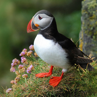 Ingólfshöfdi - Puffin